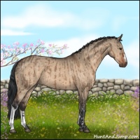Horse Color:Bay Dun  and Bay Dun 
