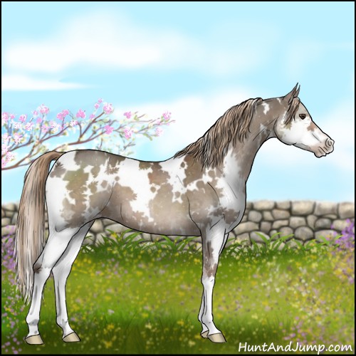 Horse Color:White Spotted Liver Red Dun Splash