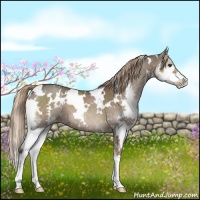 Horse Color:White Spotted Liver Red Dun Splash 