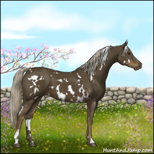 Horse Color:White Spotted Chocolate Palomino
