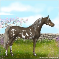 Horse Color:White Spotted Chocolate Palomino