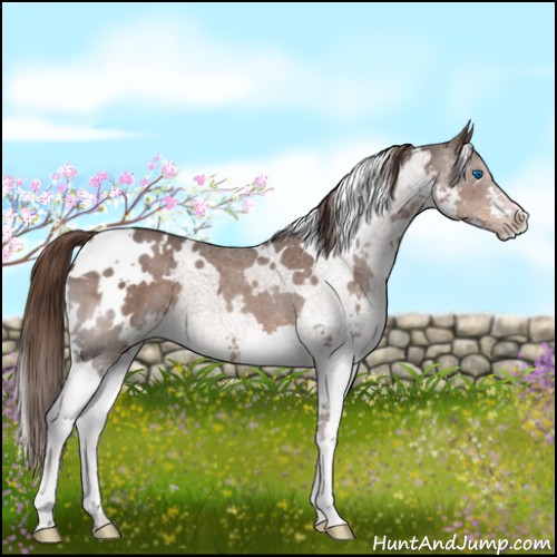 Horse Color:White Spotted Liver Red Roan Splash 