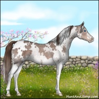 Horse Color:White Spotted Liver Red Roan Splash 