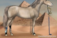 Horse Color:Chocolate Palomino Pearl Sabino 