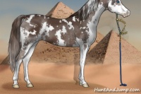 Horse Color:White Spotted Liver Chestnut Sabino Splash 