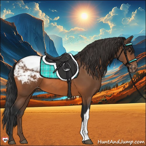 Horse Color:Bay Appaloosa 