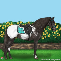 Horse Color:Smoky Black Appaloosa Rabicano
