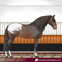 Horse Color:Brown Appaloosa