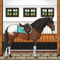 Horse Color:Brown Appaloosa