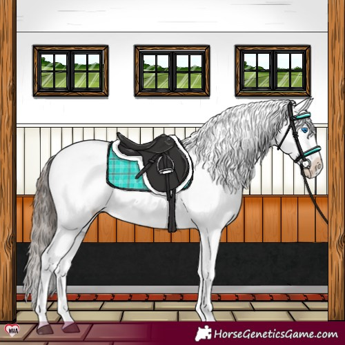 Horse Color:Black Splash Appaloosa 