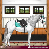 Horse Color:Black Splash Appaloosa 