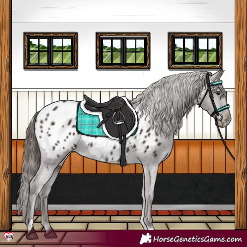 Horse Color:Liver Chestnut Appaloosa 