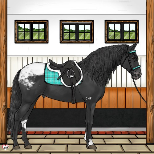 Horse Color:Black Appaloosa 