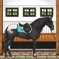 Horse Color:Black Appaloosa 