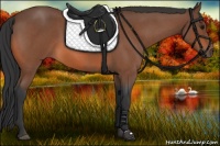 Horse Color:Bay Roan 