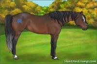 Horse Color:Brown Sabino 
