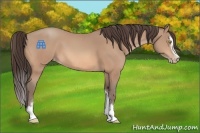 Horse Color:Amber Champagne Sabino Appaloosa