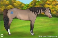 Horse Color:Bay Dun Sabino