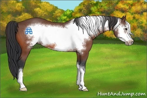 Horse Color:Brown Frame 