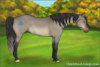 Horse Color:Bay Dun