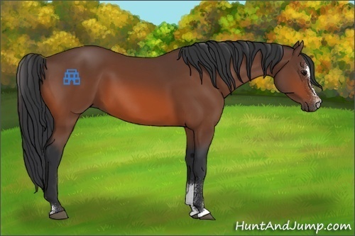 Horse Color:Bay Sabino 