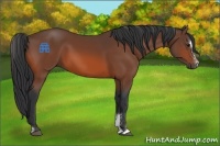 Horse Color:Bay Sabino