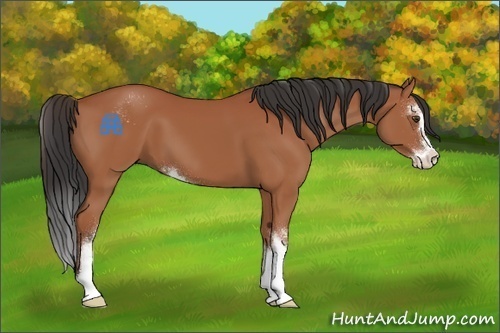 Horse Color:Bay Sabino 