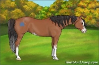 Horse Color:Bay Sabino 