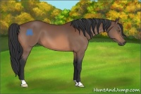 Horse Color:Brown 