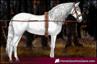 Horse Color:Gray Black 