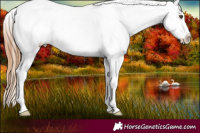 Horse Color:Chestnut Appaloosa