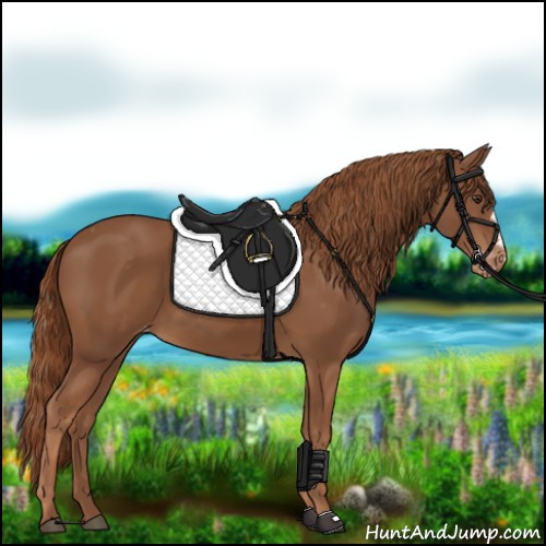 Horse Color:Chestnut Appaloosa 