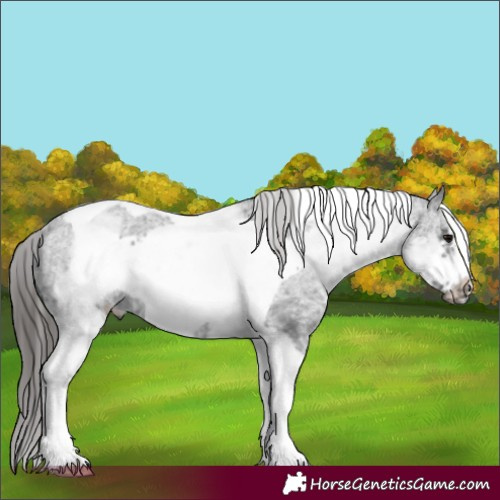 Horse Color:White Spotted Black Tobiano Frame Varnish