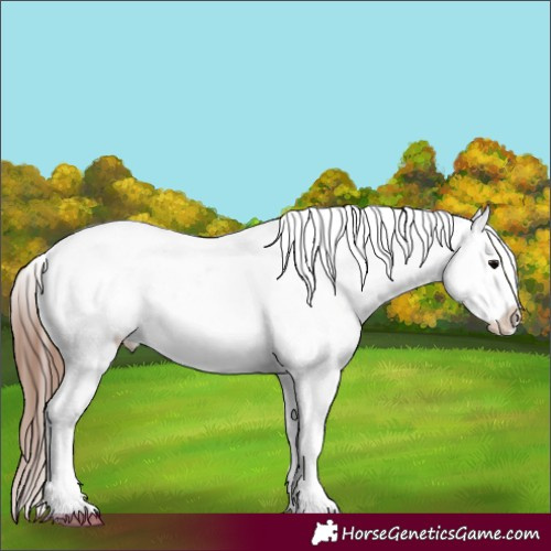 Horse Color:White Spotted Black Tobiano Frame Appaloosa 