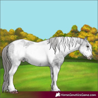 Horse Color:White Spotted Black Tobiano Frame Appaloosa 