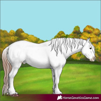 Horse Color:White Spotted Black Tobiano Frame Appaloosa 