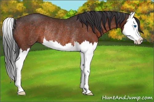 Horse Color:Brown Splash Rabicano