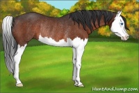 Horse Color:Brown Splash Rabicano 