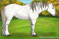 Horse Color:Buckskin Appaloosa 