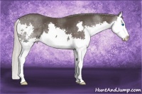Horse Color:Silver Black Splash