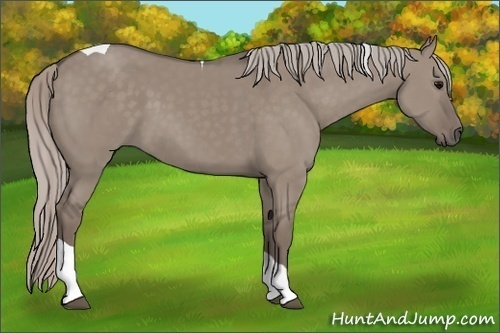 Horse Color:Silver Grullo Tobiano 