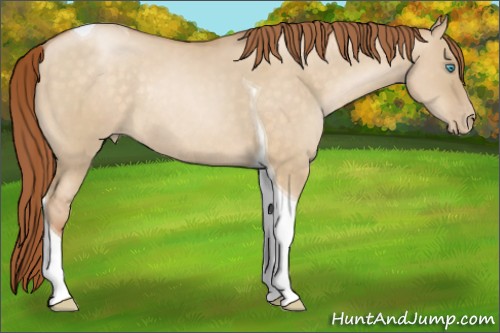 Horse Color:Buckskin Pearl Dun Tobiano Rabicano