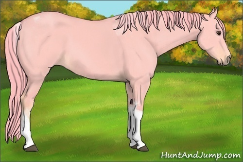 Horse Color:Watercolor Liver Red Dun Tobiano 