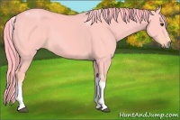 Horse Color:Watercolor Liver Red Dun Tobiano 