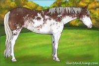 Horse Color:Silver Brown Sabino 