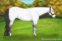 Horse Color:Platinum Buckskin Roan Dun Tobiano 