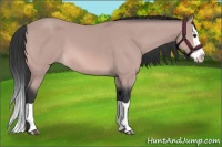 Horse Color:Platinum Bay Splash