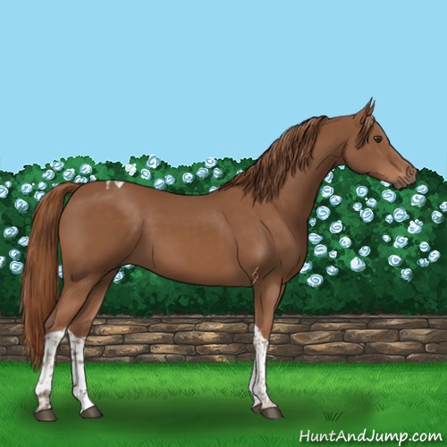 Horse Color:Chestnut Tobiano 