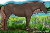 Horse Color:Liver Chestnut Rabicano 