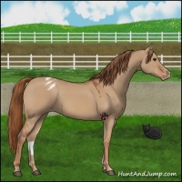 Horse Color:Red Dun Appaloosa